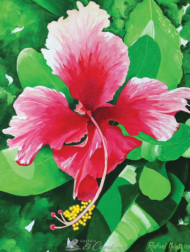 Amapola