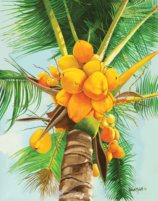 Cocos III